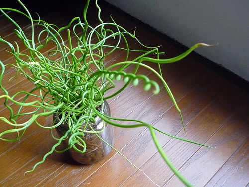 Juncus Effusus 'Spiralis' - Corkscrew Rush