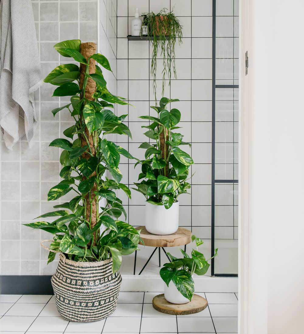 pothos plant climbing wall