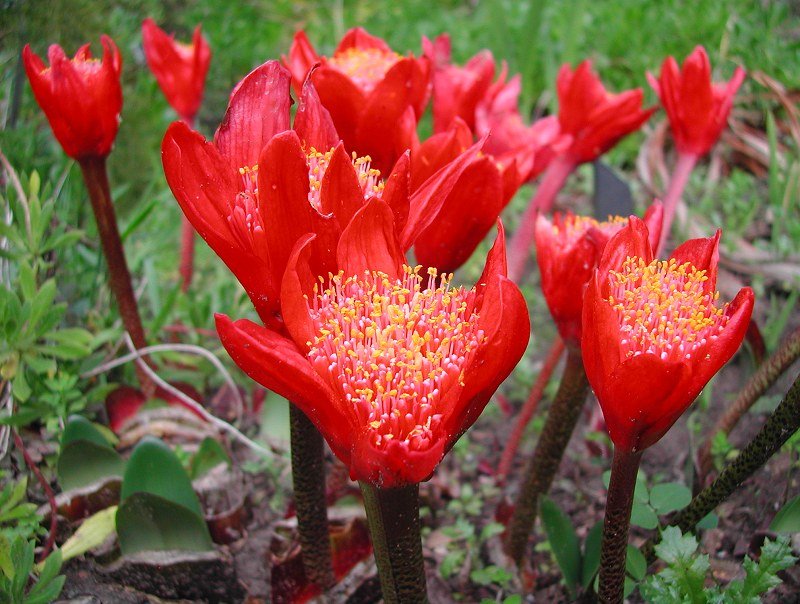 Paintbrush Lilies - Haemanthus (Blood Lilies)