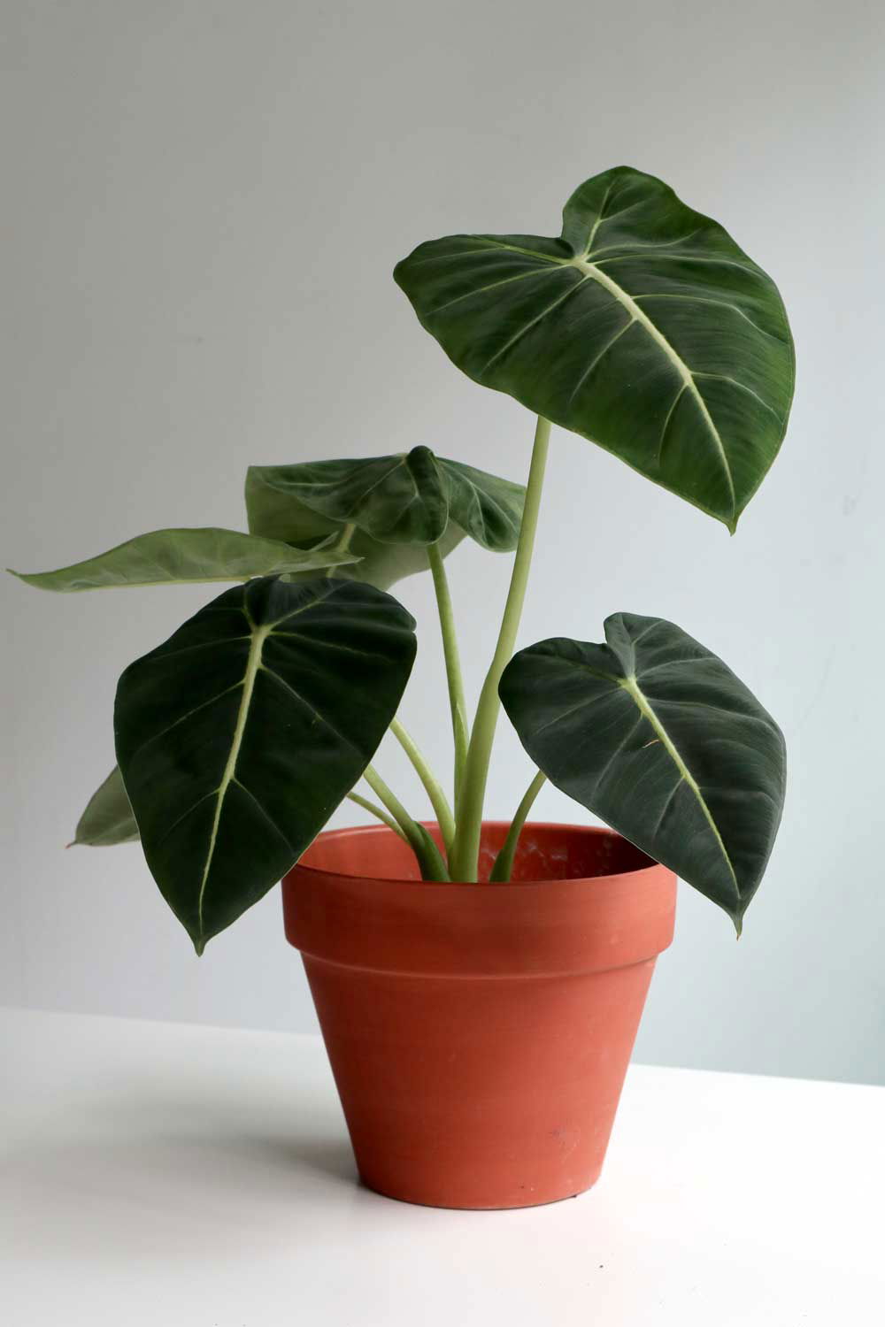 Alocasia Frydek - Forest Green