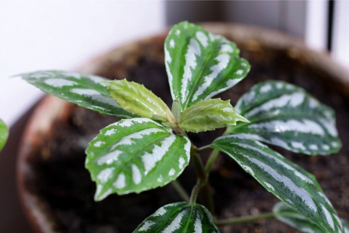 Aluminum Plants - Pilea Cadierei