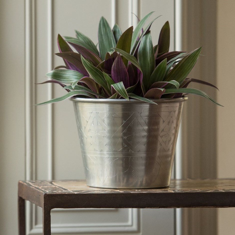 Moses-in-the-Cradle - Tradescantia Spathacea