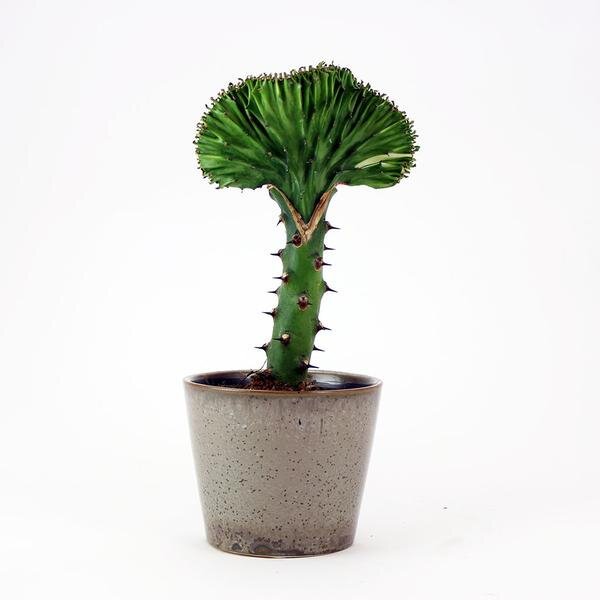 Coral Cactus - Euphorbia Lactea