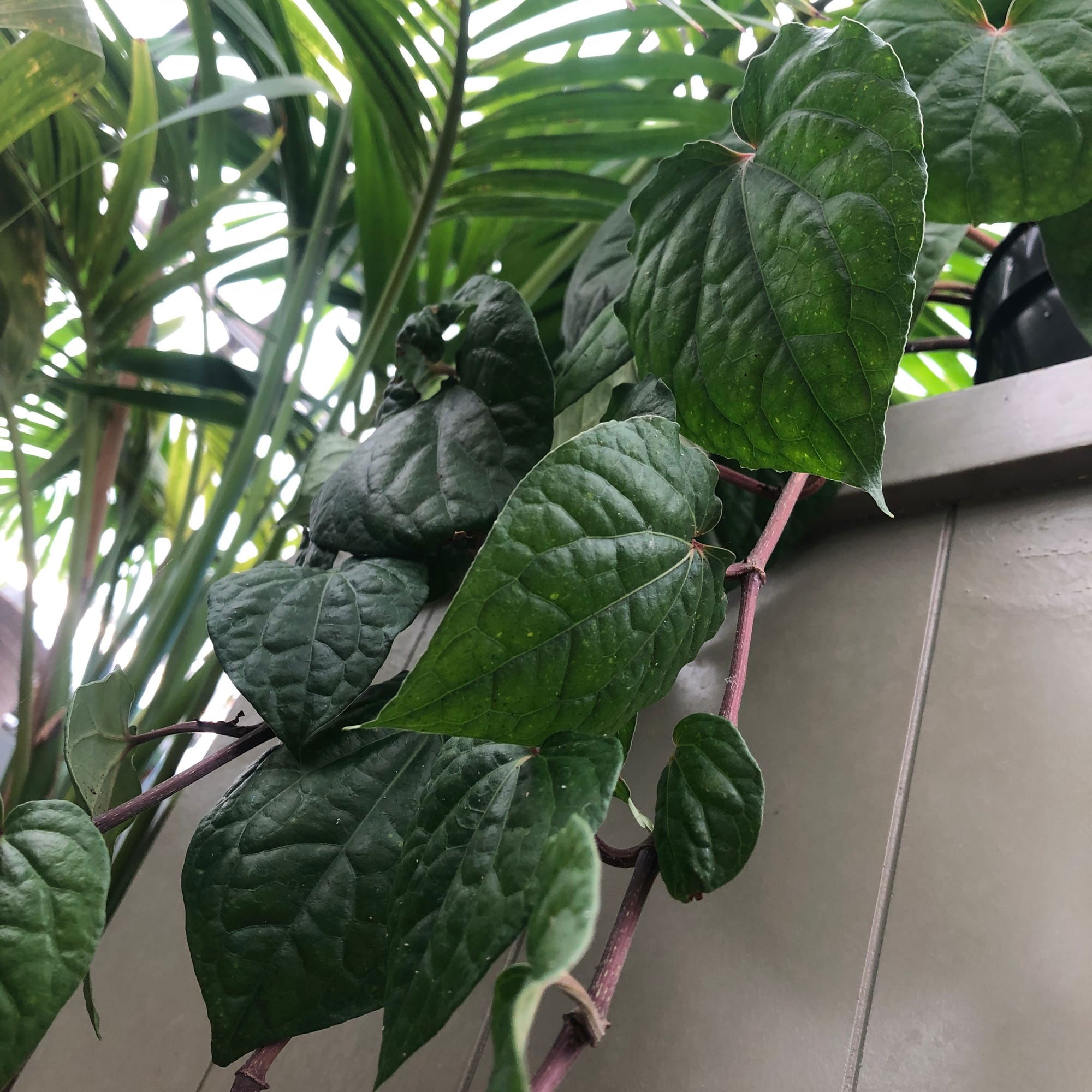 Piper Methysticum 'Bright Eyes' - Kava Plants