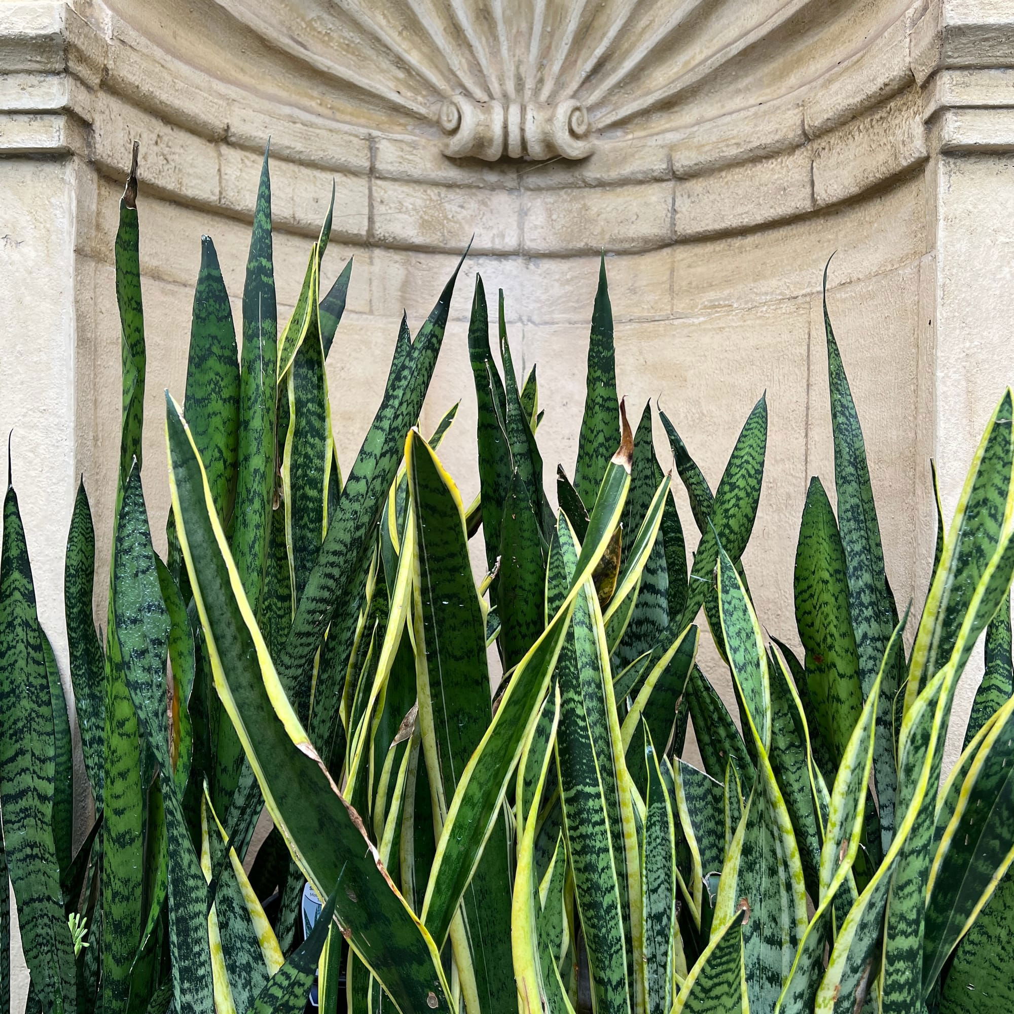 THE Ultimate Cheatsheet for Growing Sansevieria!