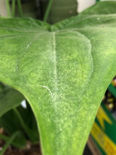 Spider Mites