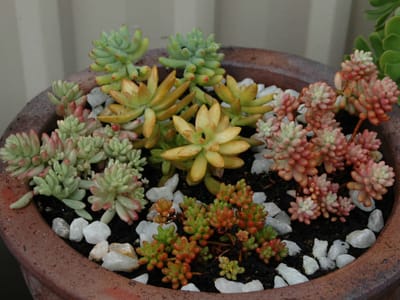 Plants Care Articles Ukhouseplants