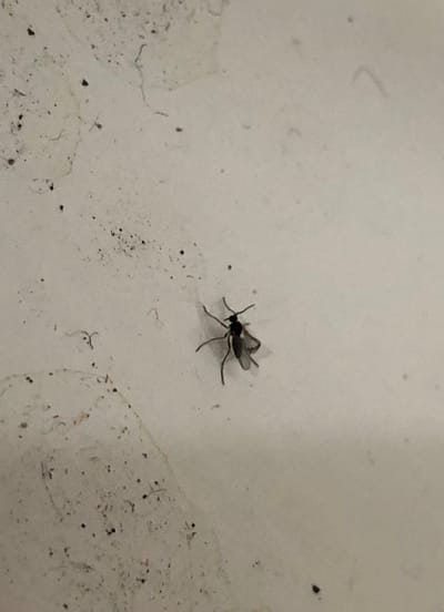Fungus Gnats