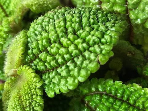 How To Grow Moonlight Valley Plants