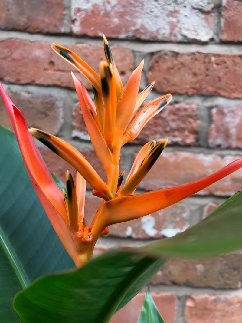 How To Grow Healthy Heliconia (False Bird Of Paradise)