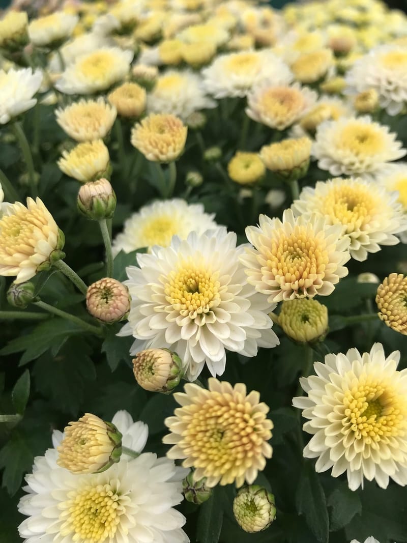 Growing a Healthy Chrysanthemum Indoors!