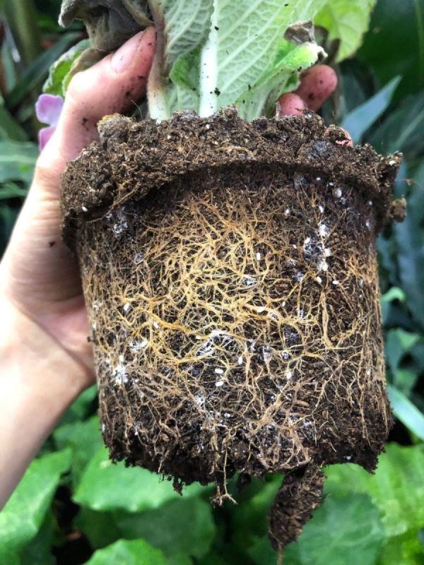 Tiny White Bugs On Indoor Plant Soil