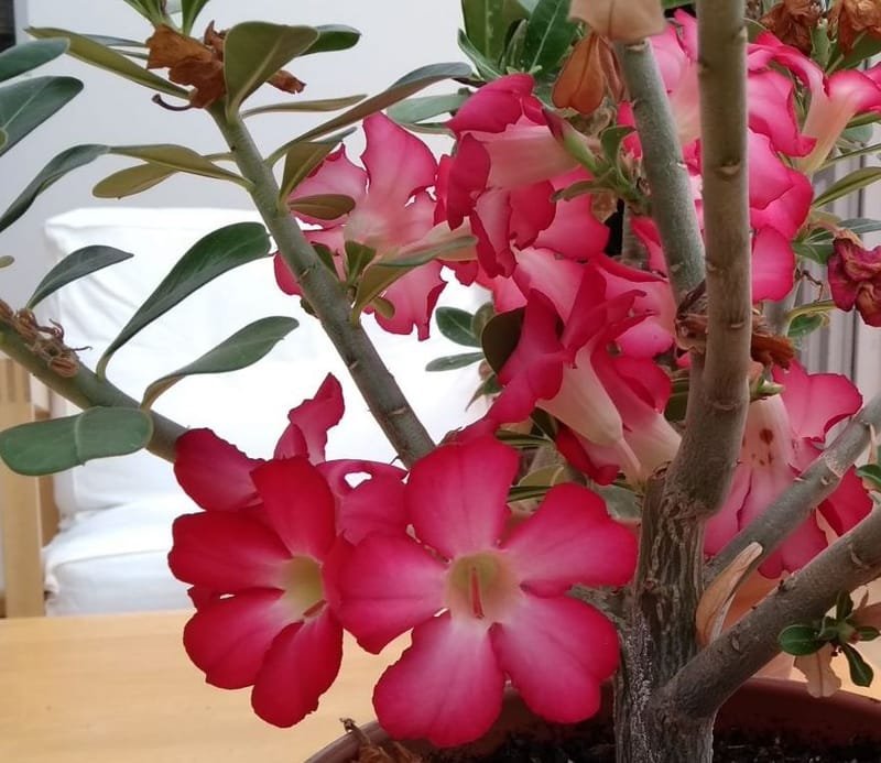 The COMPLETE Guide for Growing Desert Roses (Adenium Obesum)