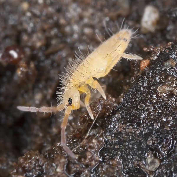 How To Identify Springtails