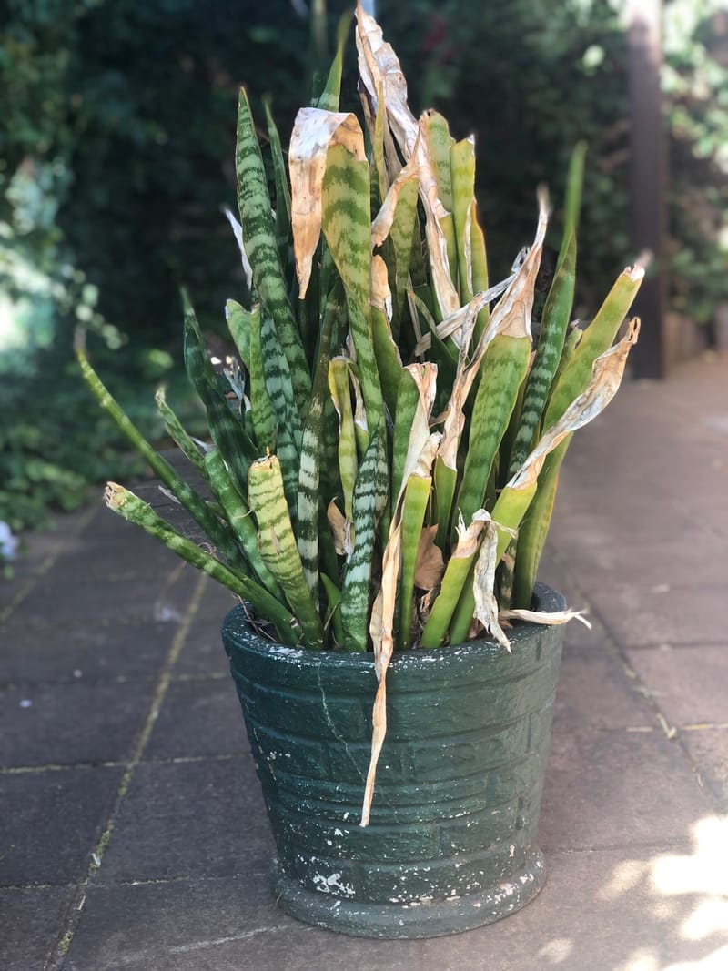 The Ultimate Cheatsheet For Growing Sansevieria