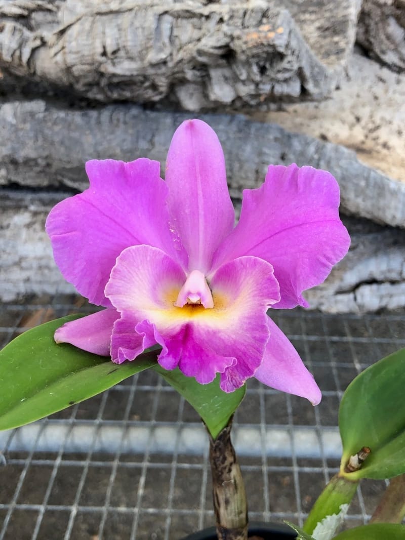 Our COMPLETE Guide to Cattleya Orchids (+ Reflowering & Repotting)