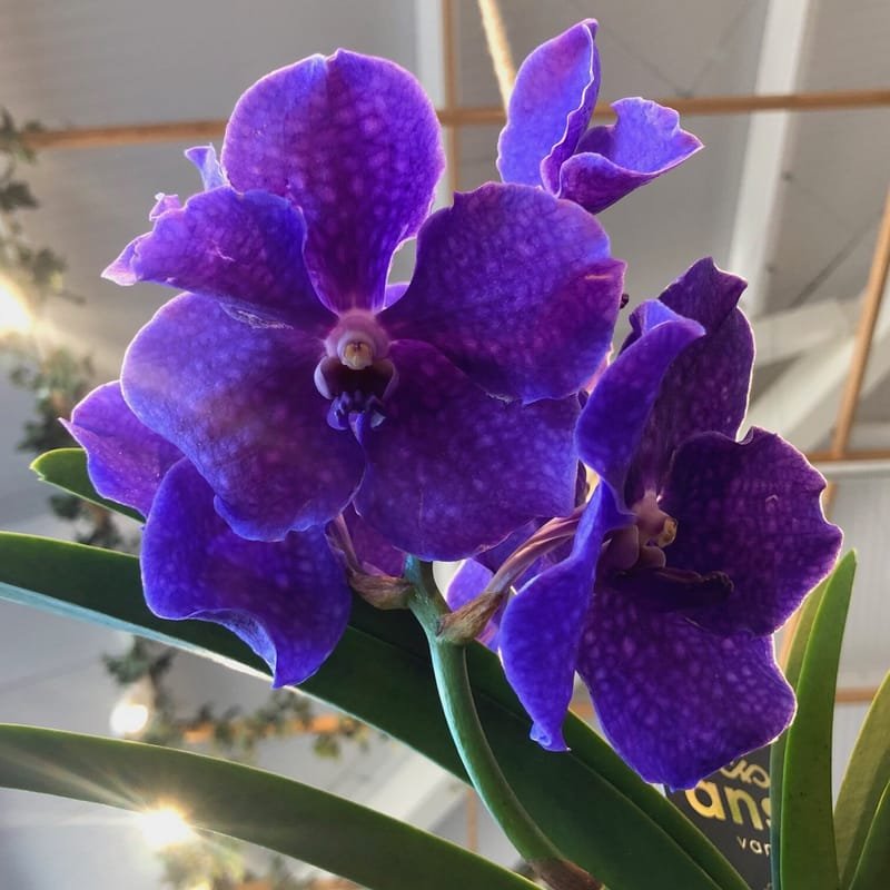 Our TOP TIPS for Vanda Orchids!