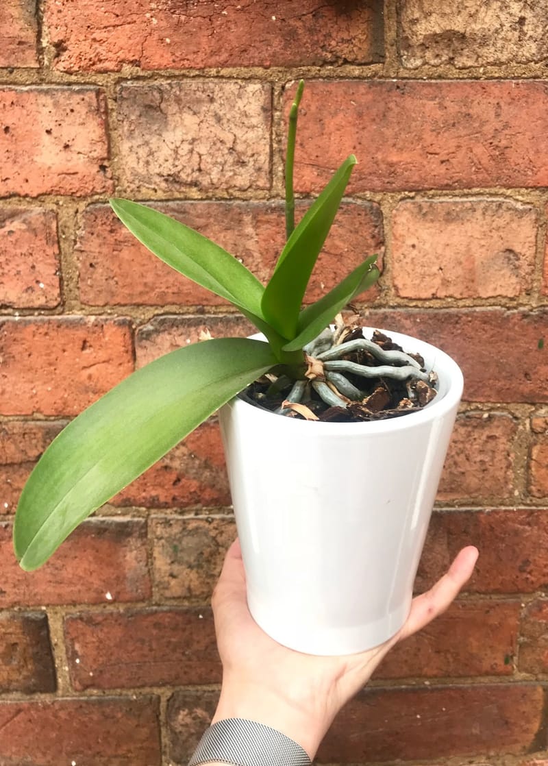 How to Get an Orchid to Flower Again!