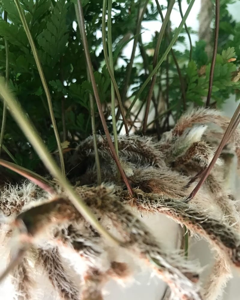 Our Guide on Growing Rabbit Foot Ferns!