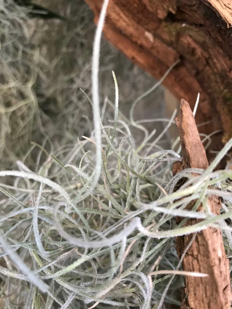 Spanish Moss Tillandsia Usneoides