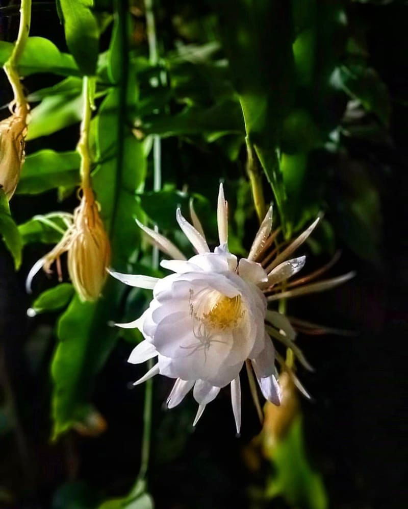 This mysterious cactus only blooms once a year and people flock to