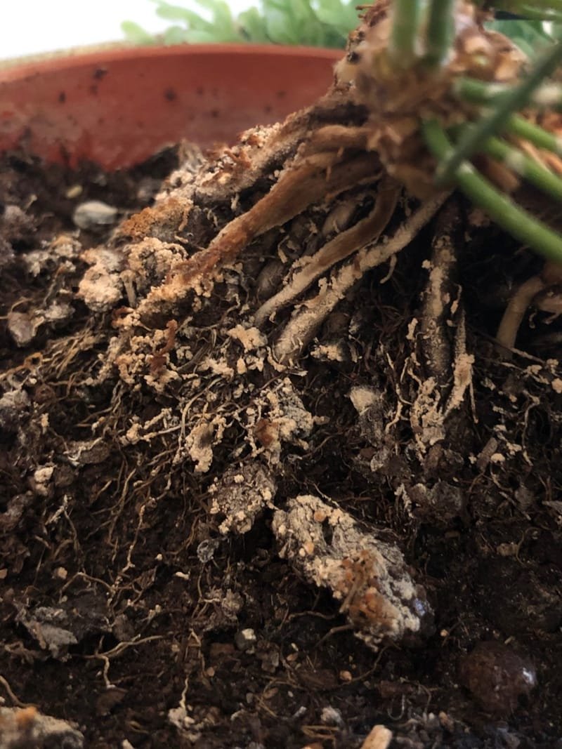 Mould from Your Houseplant Compost FOREVER!