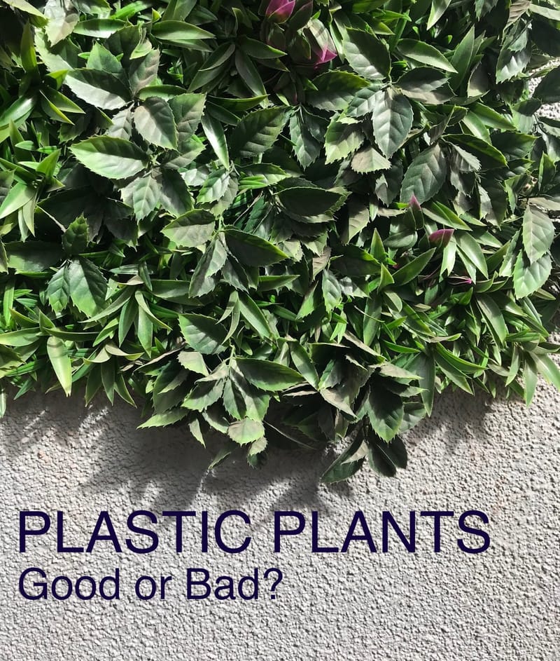 Plastic & Real Houseplants Which are Better?