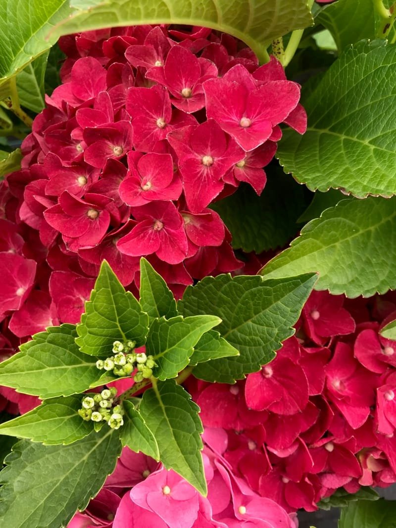 Caring for Indoor Hydrangea (Ultimate Guide!)