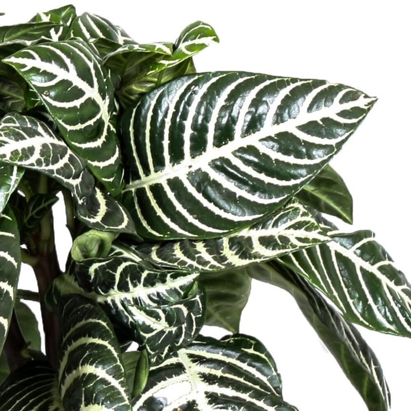 Our Care Guide For Aphelandra Squarrosa Zebra Plants