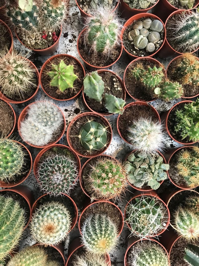 The Ultimate Cheatsheet to Cacti