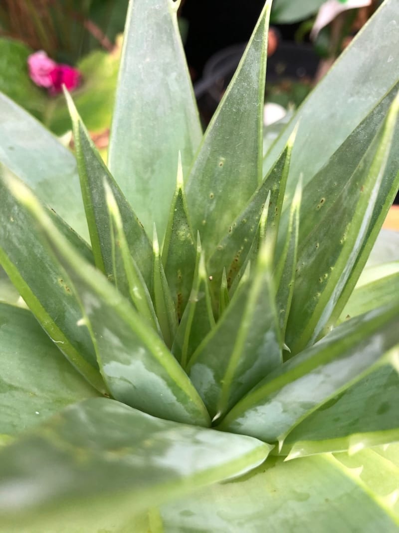 The ULTIMATE Guide for Indoor Aloe!