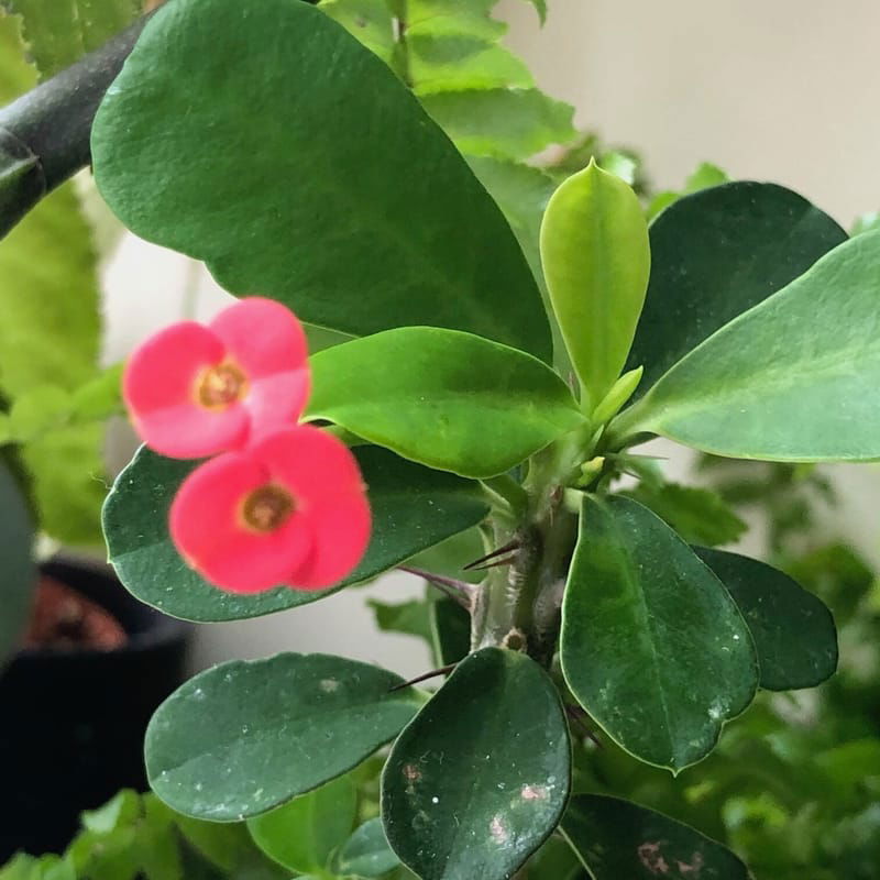 Our TOP TIPS for Crown of Thorns Care! (Euphorbia Milii)