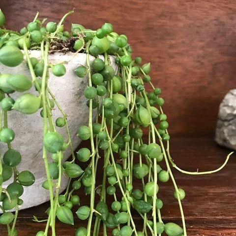Houseplant care guide: how to care for string-of-pearls plants