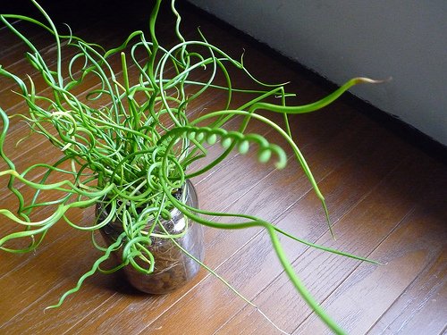 Image of Juncus effusus 'Spiralis' (Spiral rush) plant