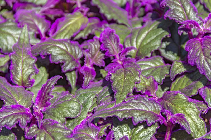 The ULTIMATE Guide to Grow Purple Passions (Gynura Aurantiaca)