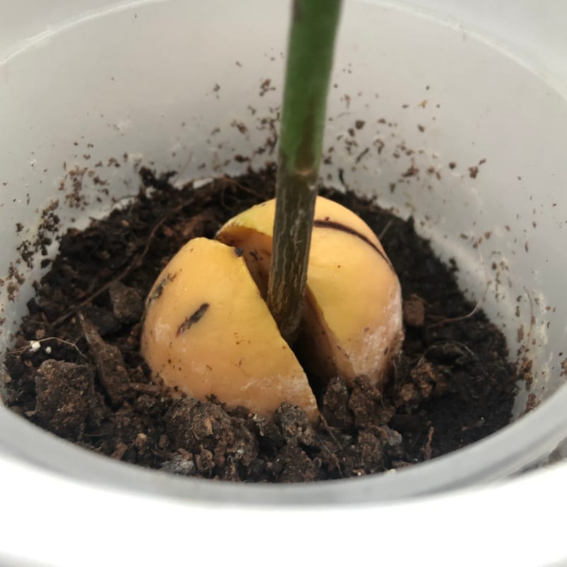 The COMPLETE Guide to Avocado Growing