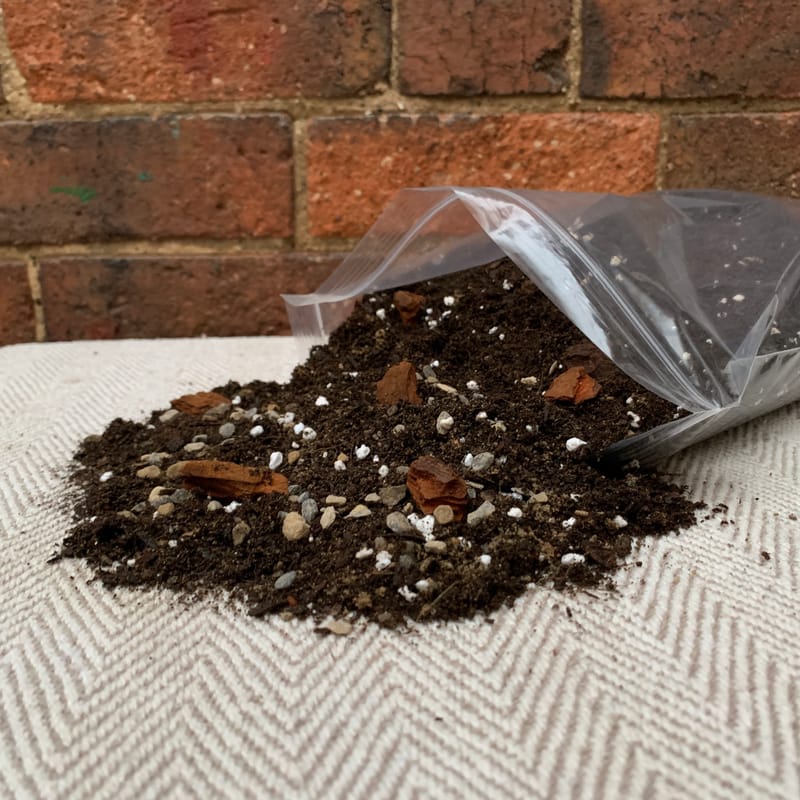 ZZ Plant Potting Mix (Zanzibar Gem)