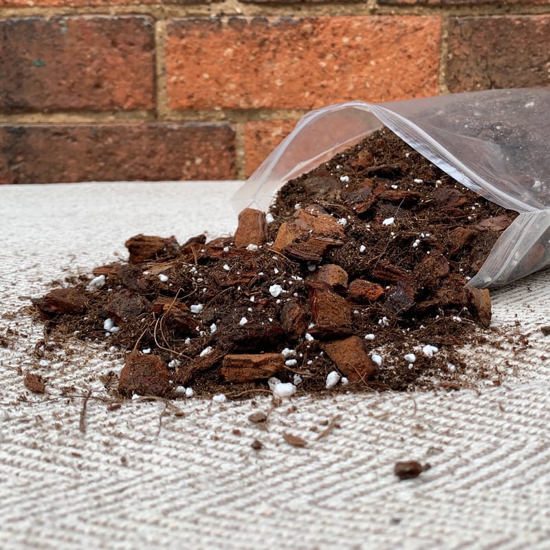 Devil's Ivy SOIL MIX (Pothos / Epipremnum)