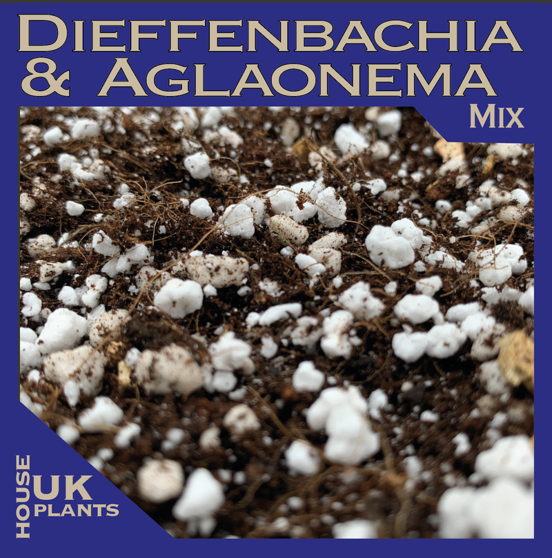 BUY Dieffenbachia & Aglaonema Soil Mix (Dumb Cane, Chinese Evergreens)