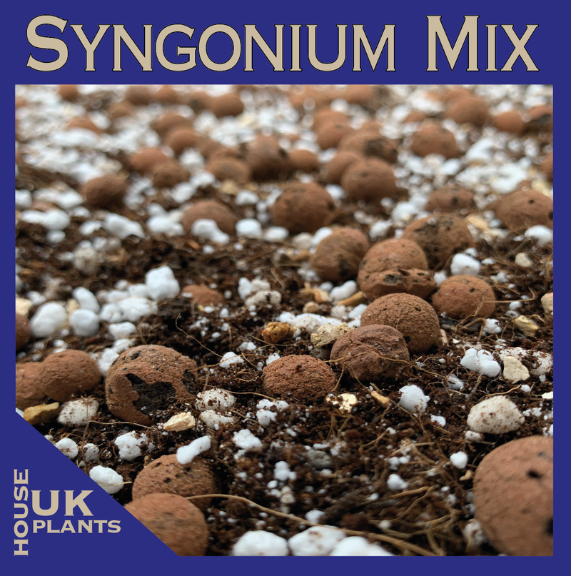 BUY Syngonium Soil Mix (Great for Rhaphidophora Tetrasperma Minima)