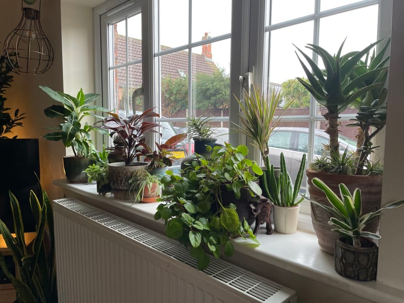 The Best Houseplants for Small Spaces Maximising Your Greenery