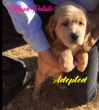 Huckleberry Hound Dog Rescue Of El Paso