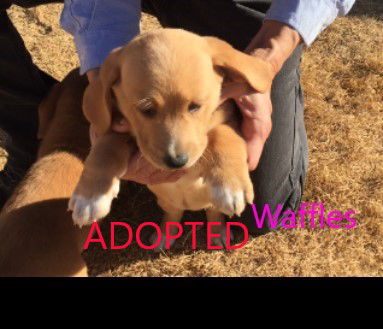 Huckleberry Hound Dog Rescue Of El Paso