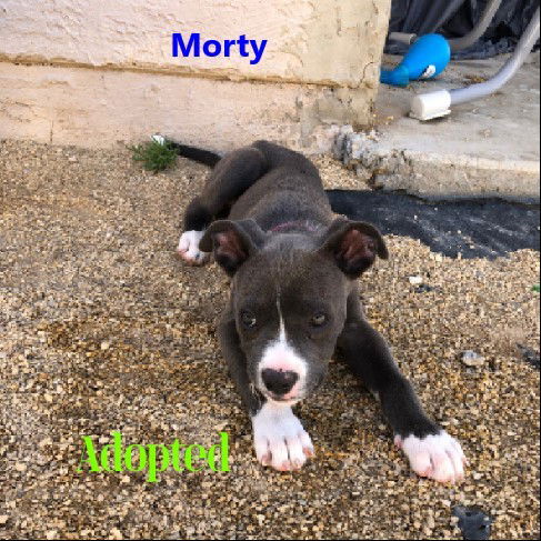 Huckleberry Hound Dog Rescue Of El Paso