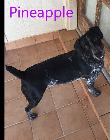 Huckleberry Hound Dog Rescue Of El Paso