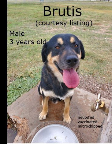 Huckleberry Hound Dog Rescue Of El Paso