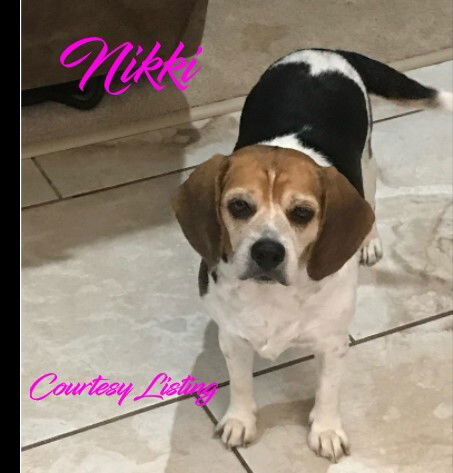 Huckleberry Hound Dog Rescue Of El Paso