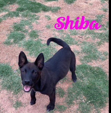 Huckleberry Hound Dog Rescue Of El Paso