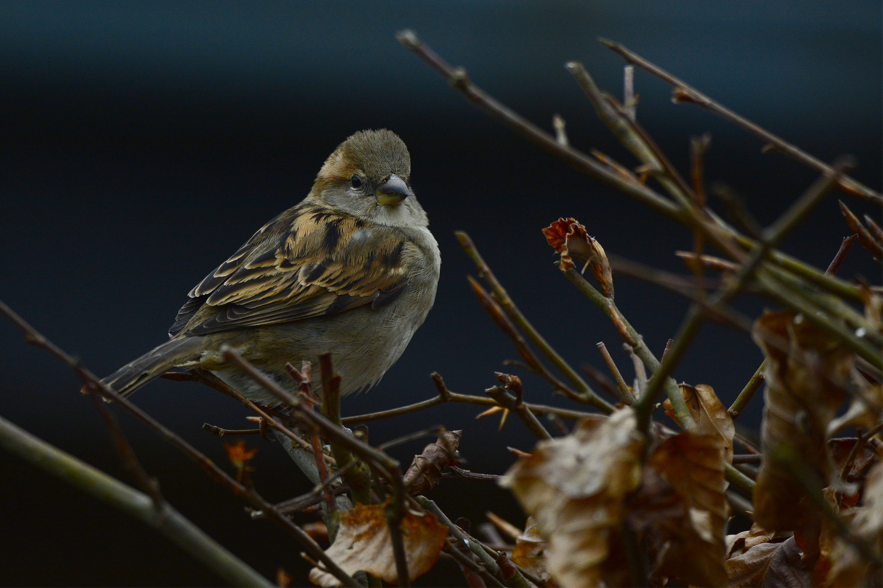 Photos de balades en forêt à proximité de chez nous!