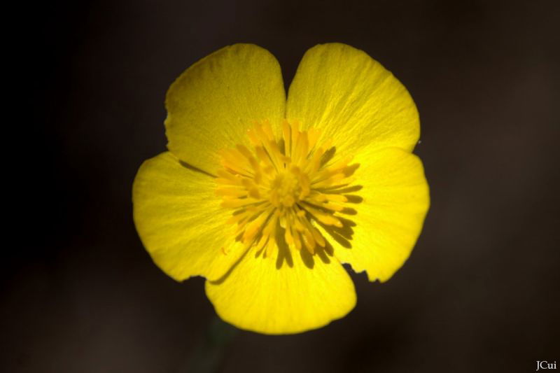 Ranunculus bupleuroides